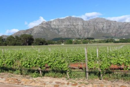 Vineyard in Cape Winelands, South Africa