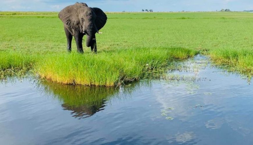 Elephant at water's edge in Botswana