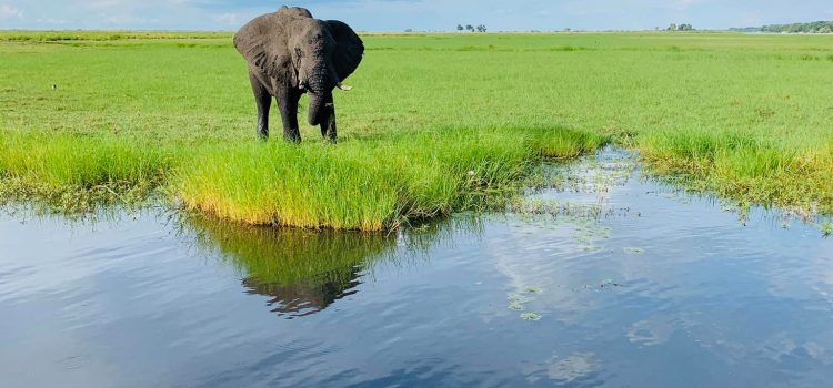 Elephant at water's edge in Botswana
